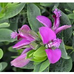 Bloemen-flowers Polygala myrtifolia - Myrtle-leaf milkwort