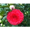 Bloemen-flowers Camellia japonica Black Lace - Japanse roos