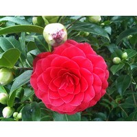 Bloemen-flowers Camellia japonica Black Lace - Japanse roos