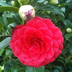 Bloemen-flowers Camellia japonica Black Lace - Japanese rose