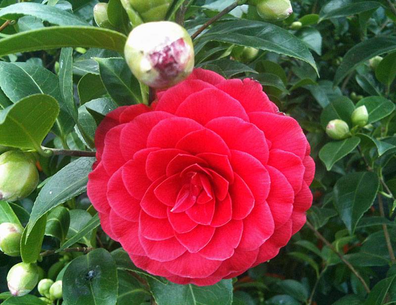 Camellia japonica Black Lace - Japanse roos - Palma Verde Exoten