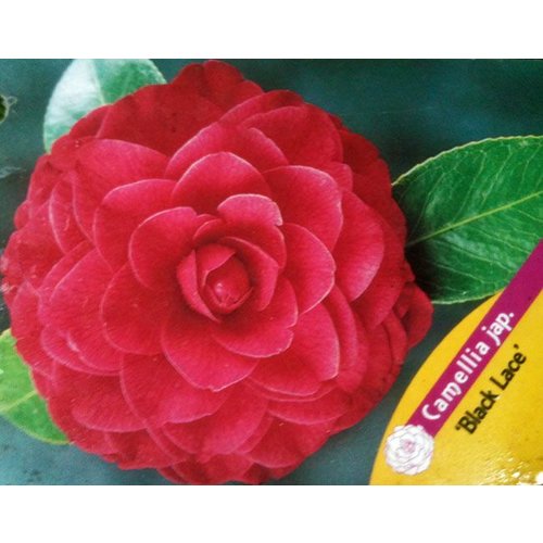 Bloemen-flowers Camellia japonica Black Lace - Japanese rose