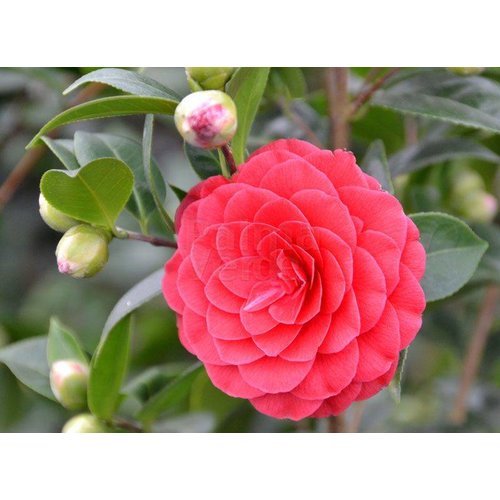 Bloemen-flowers Camellia japonica Black Lace - Japanse roos