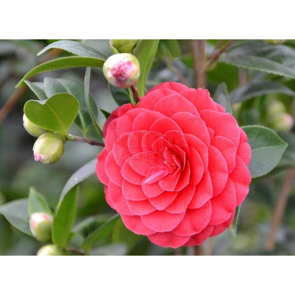 Aangepaste Gering Matig Camellia japonica Black Lace - Japanse roos - Palma Verde Exoten