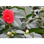 Bloemen-flowers Camellia japonica Rossa