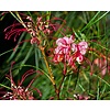 Bloemen-flowers Grevillea johnsonii - Johnson's grevillea