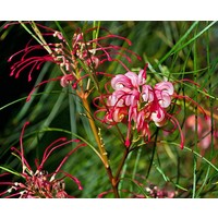 Bloemen-flowers Grevillea johnsonii - Grevillea de Johnson