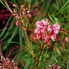 Bloemen-flowers Grevillea johnsonii - Johnson's grevillea