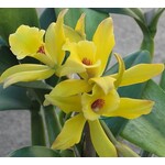 Eetbare tuin-edible garden Vanilla planifolia - Vanilla plant