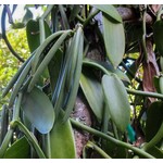 Eetbare tuin-edible garden Vanilla planifolia - Vanilla plant