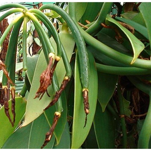 Eetbare tuin-edible garden Vanilla planifolia - Vanilla plant