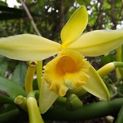 Eetbare tuin-edible garden Vanilla planifolia - Vanilla plant