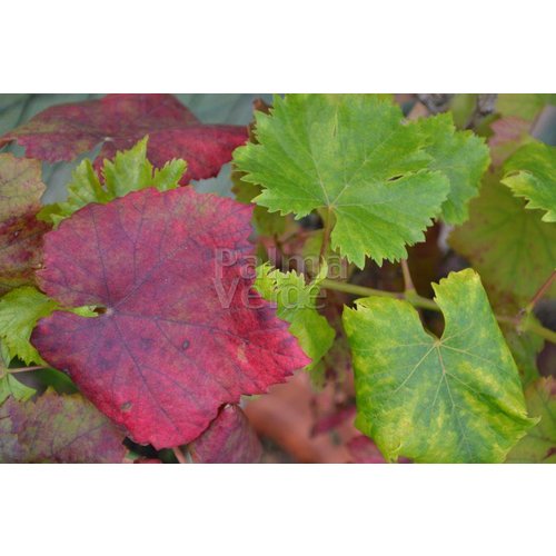 Eetbare tuin-edible garden Vitis vinifera Boskoop Glory - Druif