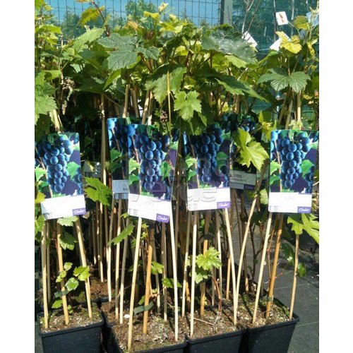 Eetbare tuin-edible garden Vitis vinifera Boskoop Glory - Druif