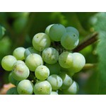 Eetbare tuin-edible garden Vitis vinifera Vroege van der Laan - Druif