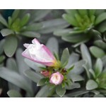 Bloemen-flowers Convolvulus cneorum