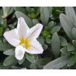 Bloemen-flowers Convolvulus cneorum