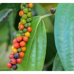 Eetbare tuin-edible garden Piper nigrum - Poivrier noir