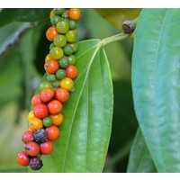 Eetbare tuin-edible garden Piper nigrum - Black pepper