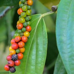 Eetbare tuin-edible garden Piper nigrum - Zwarte peperplant