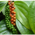 Eetbare tuin-edible garden Piper nigrum - Black pepper