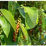 Eetbare tuin-edible garden Piper nigrum - Poivrier noir