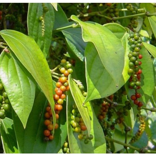 Eetbare tuin-edible garden Piper nigrum - Poivrier noir