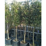 Bomen-trees Quercus ilex - Holm oak
