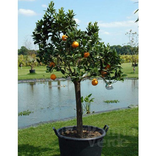 Eetbare tuin-edible garden Citrus sinensis - Orange tree