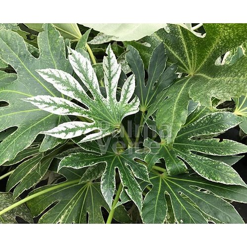 Blad-leaf Fatsia japonica "Spiders Web" - Aralia du Japon marbré de blanc