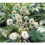Blad-leaf Fatsia japonica "Spiders Web" - Aralia du Japon marbré de blanc