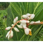 Bloemen-flowers Alpinia zerumbet Variegata - Ginger