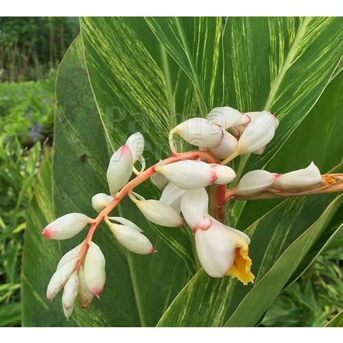 Bloemen-flowers Alpinia zerumbet Variegata - Ginger