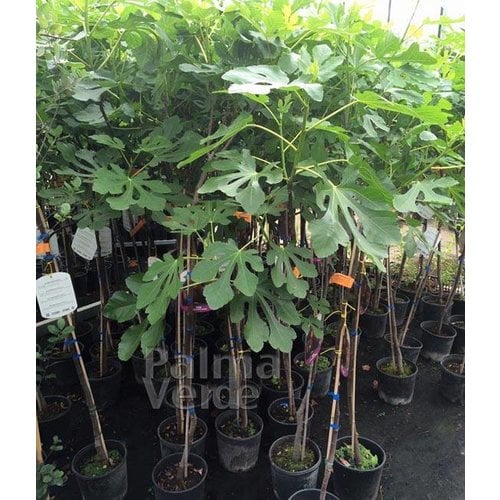 Eetbare tuin-edible garden Ficus carica Signora/Brogiotto Nero - Vijgenboom