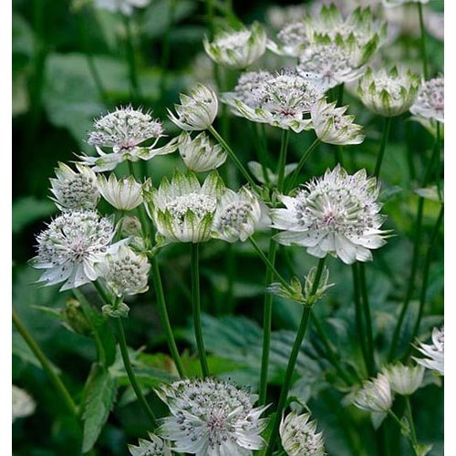 Bloemen-flowers Astrantia major - Zeeuws knoopje