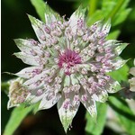 Bloemen-flowers Astrantia major - Zeeuws knoopje