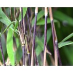 Bamboe-bamboo Fargesia nitida Black Pearl