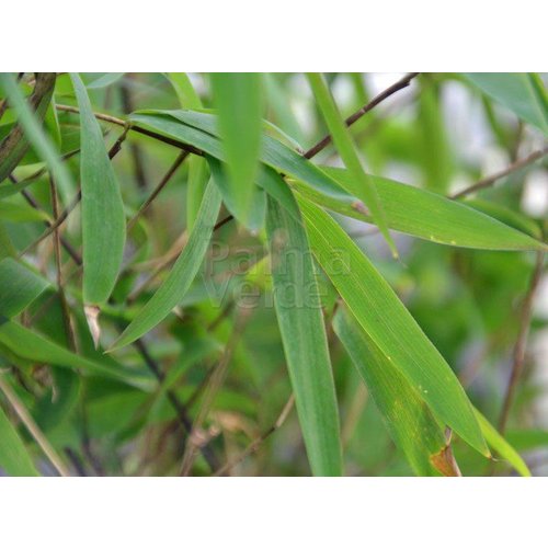 Bamboe-bamboo Fargesia nitida Volcano