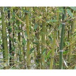 Bamboe-bamboo Phyllostachys parvifolia