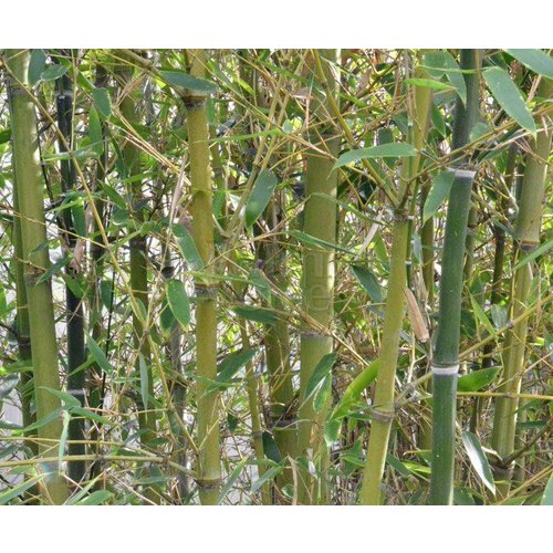 Bamboe-bamboo Phyllostachys parvifolia