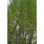 Bamboe-bamboo Phyllostachys parvifolia