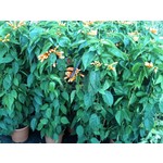 Bloemen-flowers Pyrostegia venusta - Flamevine - Orange trumpet vine