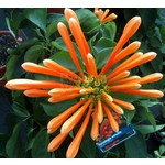 Bloemen-flowers Pyrostegia venusta - Flamevine - Orange trumpet vine