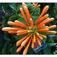 Bloemen-flowers Pyrostegia venusta - Liane aurore