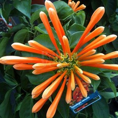 Bloemen-flowers Pyrostegia venusta - Liane aurore