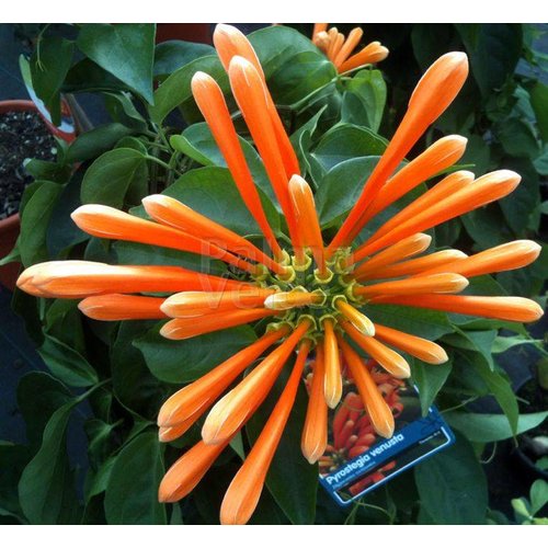 Bloemen-flowers Pyrostegia venusta - Flamevine - Orange trumpet vine