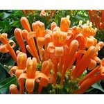 Bloemen-flowers Pyrostegia venusta - Flamevine - Orange trumpet vine