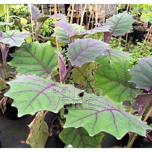 Eetbare tuin-edible garden Solanum quitoense - Naranjilla - Lulo