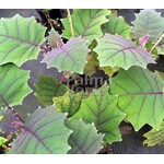 Eetbare tuin-edible garden Solanum quitoense - Naranjilla - Lulo