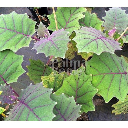 Eetbare tuin-edible garden Solanum quitoense - Naranjilla - Lulo